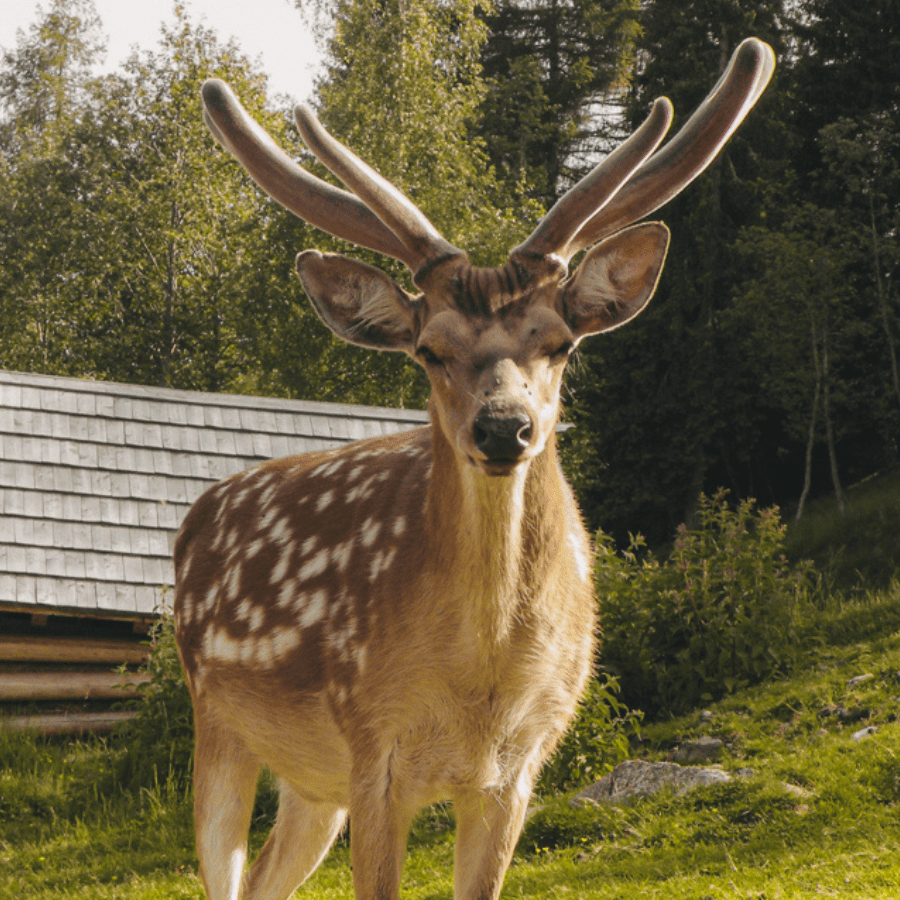 Schlögelberger - Naturgut