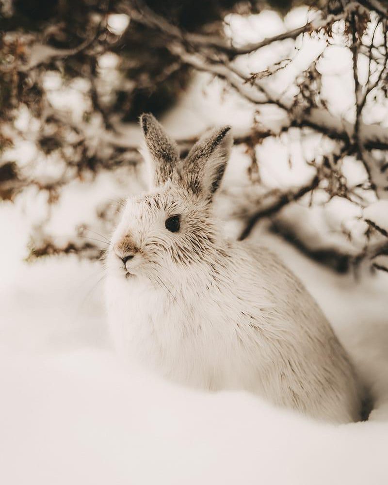 schlögelberger-hase