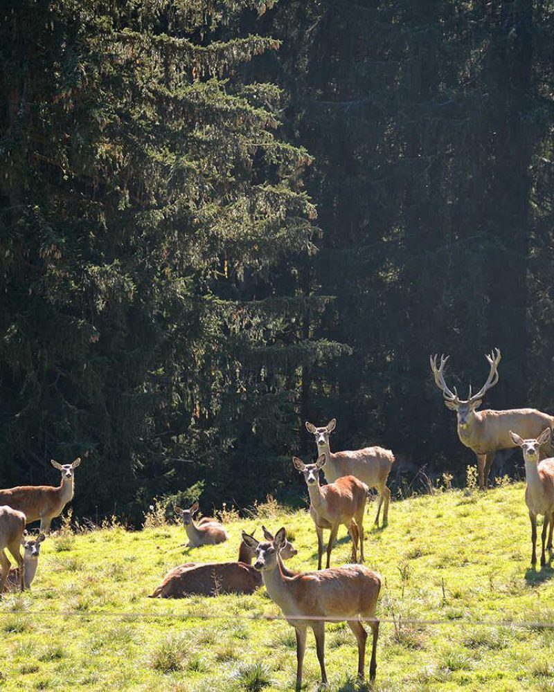 Wildpark, Rot- & Sikawild