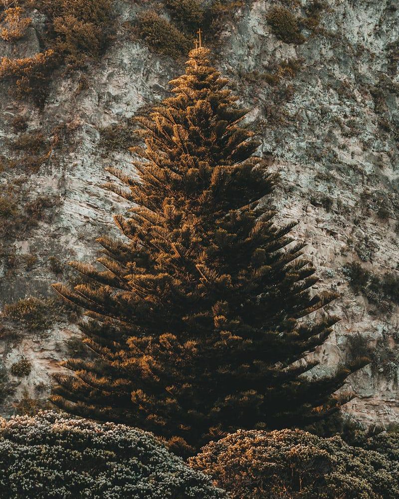 schlögelberger-weihnachten-christbaum